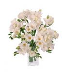 Buchet de 49 frezii albe