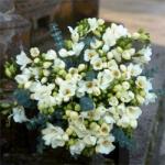 Buchet de 51 frezii albe