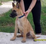 Pui Malinois