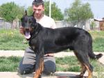 Pui Beauceron