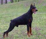 Pui Dobermann