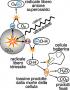 Vopsea nanotehnologica Novobran - imagine 12836