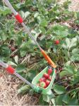 ''Frupy'' dispozitiv pentru cules fructe