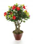 Bonsai Hibiscus
