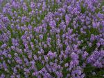 Seminte profesionale  Lavandula angustifolia - Levantica