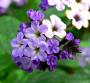 Seminte profesionale  Heliotropium arborescens - Vanilia - imagine 49364