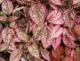 Seminte profesionale  Hypoestes phyllostachya - imagine 49395