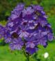 PHLOX - Brumarele - imagine 74276