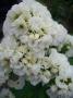 PHLOX - Brumarele - imagine 74275