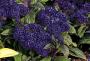 Seminte profesionale  Heliotropium arborescens - Vanilia - imagine 49362