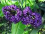 Seminte profesionale  Heliotropium arborescens - Vanilia - imagine 49365