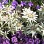 Seminte profesionale  Leontopodium alpinum - Floare de Colt - imagine 49492