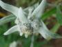 Seminte profesionale  Leontopodium alpinum - Floare de Colt - imagine 49494