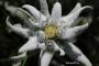 Seminte profesionale  Leontopodium alpinum - Floare de Colt - imagine 49495