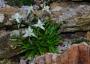 Seminte profesionale  Leontopodium alpinum - Floare de Colt - imagine 49496