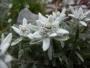 Seminte profesionale  Leontopodium alpinum - Floare de Colt - imagine 49497