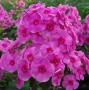 PHLOX - Brumarele - imagine 74277