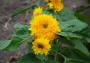 Seminte profesionale  Helianthus annus - Floarea Soarelui pitica - imagine 49356