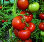Seminte Tomate Benetar F1