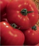 Seminte Tomate Buran F1 