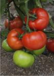 Seminte Tomate - productivitate mare - Monroe F1