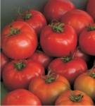 Seminte Tomate Vernal F1