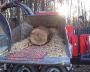 Tocator lemn MusMax - WT 11Z - imagine 47360