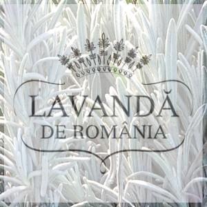 Am lansat wesitul butasidelavanda.ro