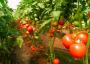Gravitet F1, seminte de tomate - imagine 56461