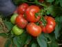 Rosaliya F1, seminte de tomate - imagine 56458