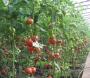 Rosaliya F1, seminte de tomate - imagine 56459