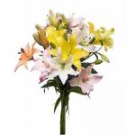 Buchet de 7 crini multicolori