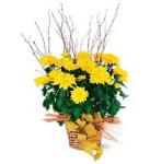 Buchet de  25 crizanteme galbene