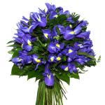 Buchet de 35  irisi mov