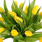 Buchet de 15 lalele galbene