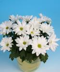 Buchet de 25 crizanteme albe