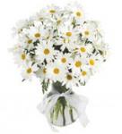 Buchet de 35 crizanteme albe