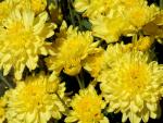 Buchet de 35 crizanteme galbene
