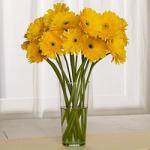 Buchet de 19 gerbera galbene