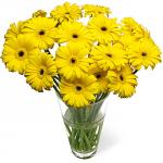 Buchet de 35 gerbera galbene