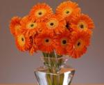 Buchet de 15 gerbera portocalii