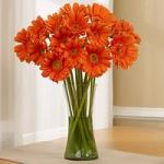 Buchet de 19 gerbera portocalii
