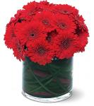 Buchet de 19 gerbera rosii