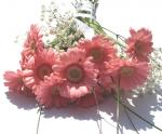 Buchet de 15 gerbera roz