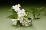 Buchet de 19  alstroemeria albe