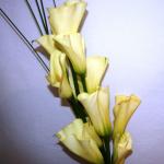 Buchet de 9 cale galbene
