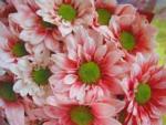 Buchet de 15 crizanteme roz