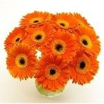Buchet de 11 gerbera portocalii