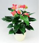 Buchet de 9 Anthurium roz