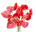 Buchet de 15 Anthurium roz